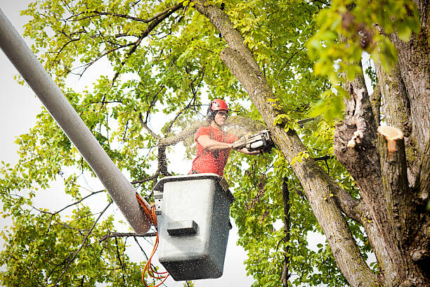 Best Professional Tree Care  in Crystal City, MO